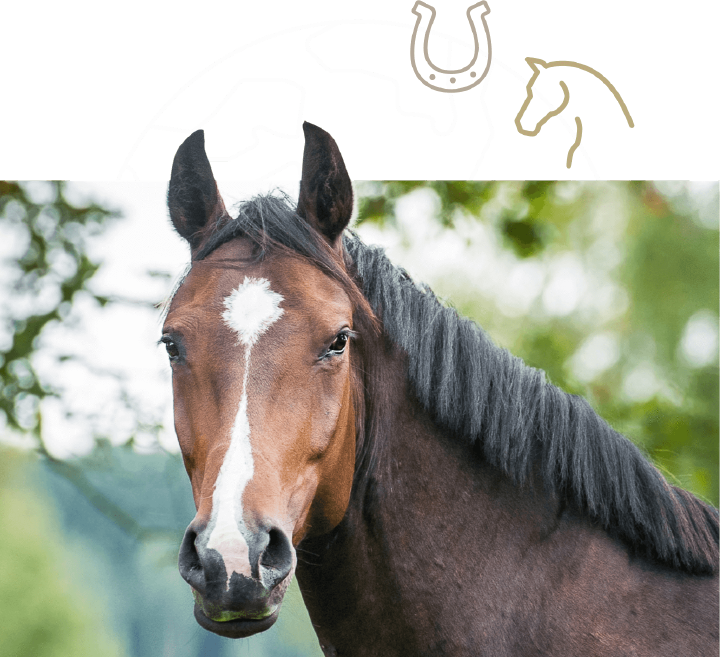 einstieg pferdewelt bild mitte pferd pferdefutter pferdepflege reitkleidung